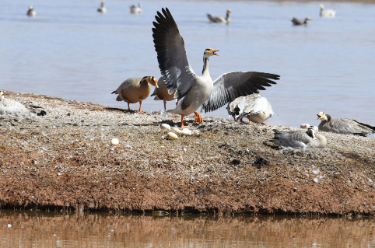 超有爱！甘肃盐池湾湿地斑头雁进入孵化高峰期 
