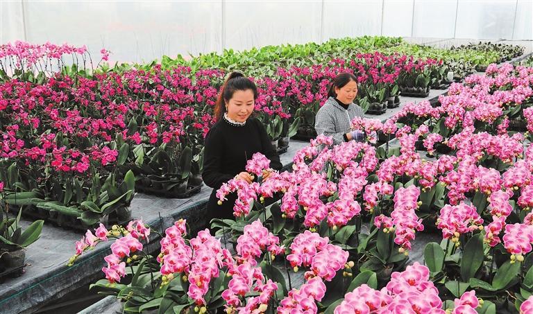 花开武都区石门镇青陇现代农业产业园