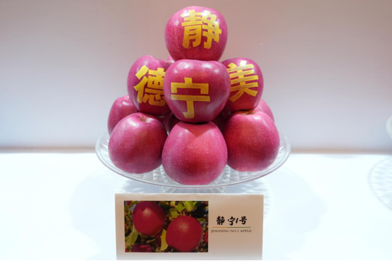 开云体育登录红了苹果 绿了山川 富了百姓——甘肃静宁苹果产业观察 新华网(图2)