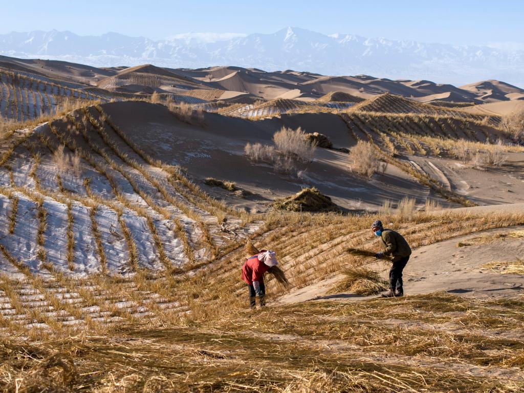 甘肃阿克塞：雪后忙治沙