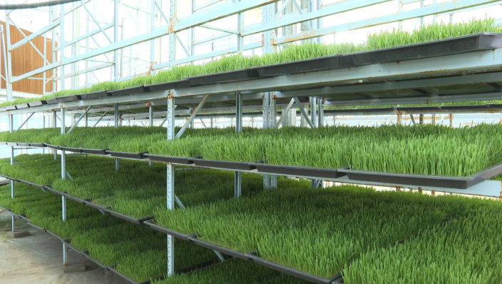 肃北:水培牧草破难题项目赋能兴牧业(图1)