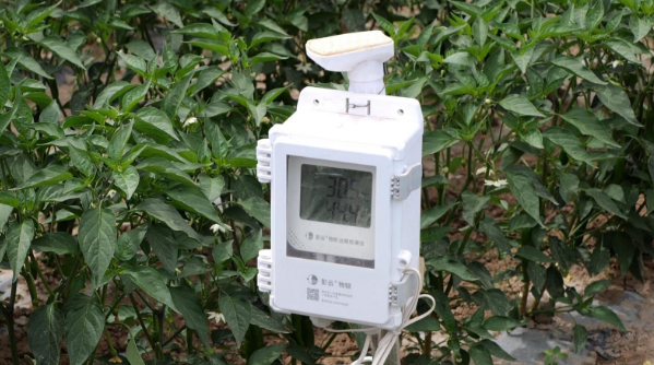 智慧农机“上岗”永昌县水源镇辣椒种植跑出“科技加速度”(图3)