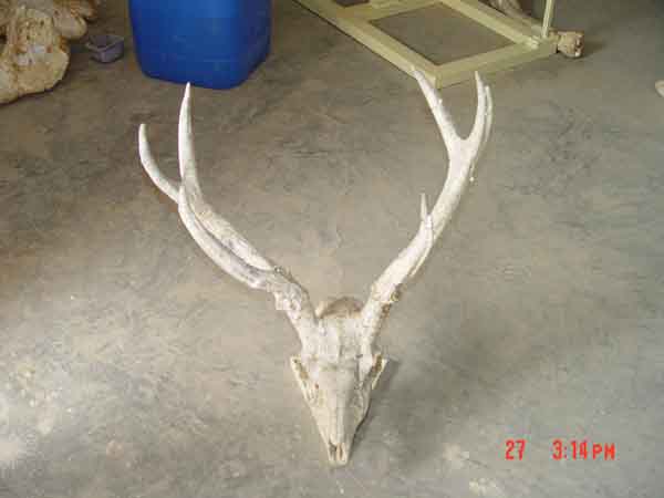 和政化石公园-化石揽珍