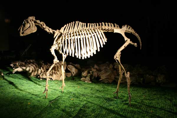 和政化石公园-三趾马动物群重点化石
