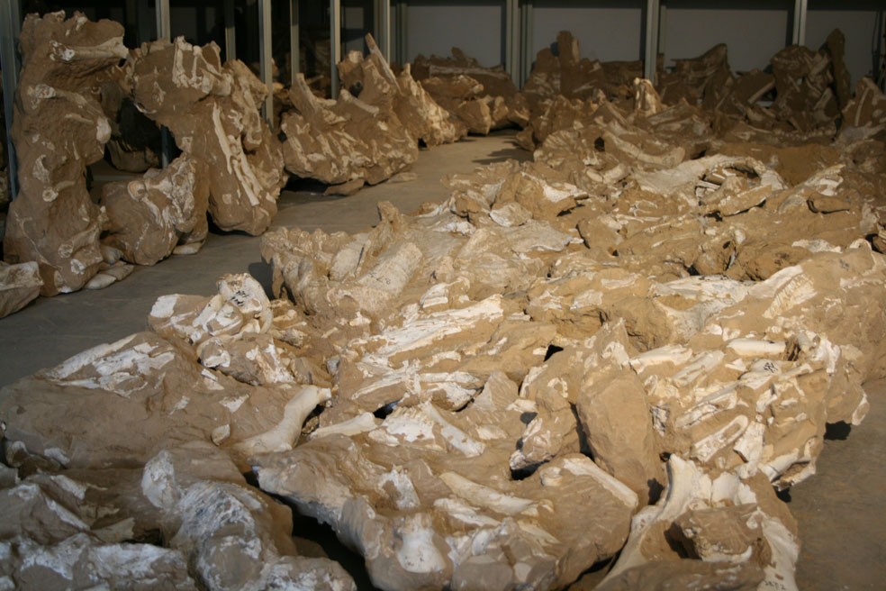 和政古动物化石公园