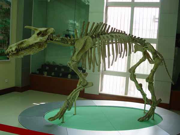 和政化石公园-化石揽珍