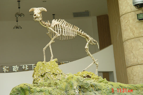 和政化石公园-化石揽珍