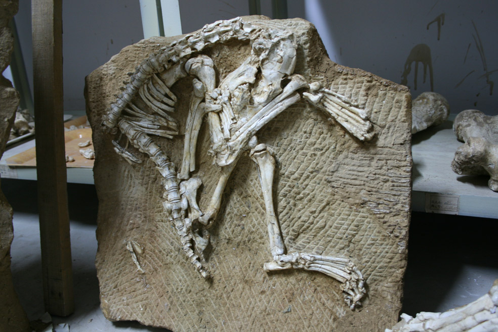 和政古动物化石公园