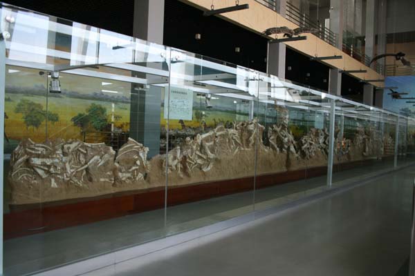 和政化石公园-化石揽珍