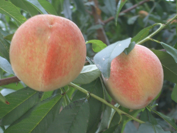 新华网甘肃频道秦安县分站