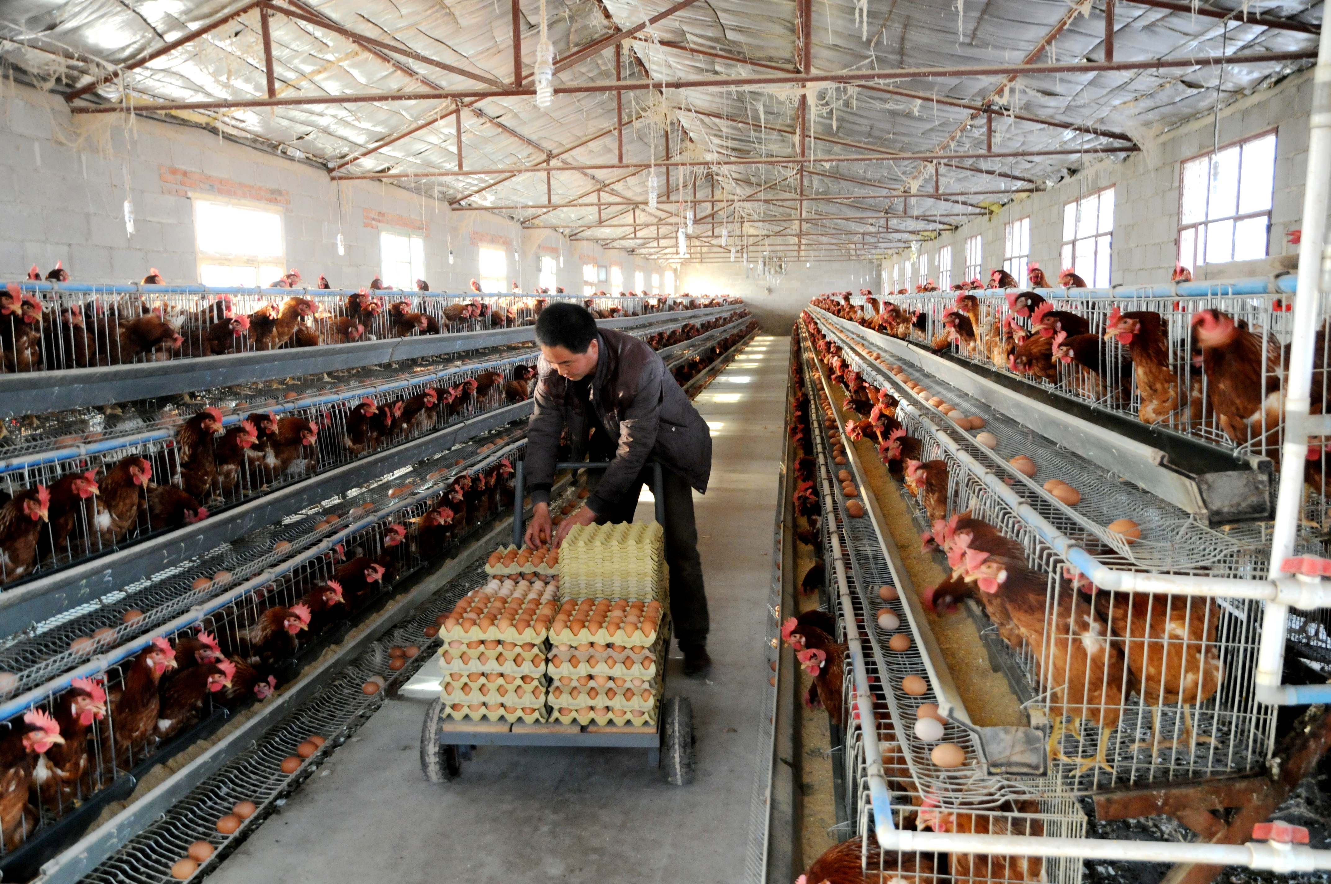 徽县大力发展畜牧养殖业--中国·徽县--新华网甘肃频道