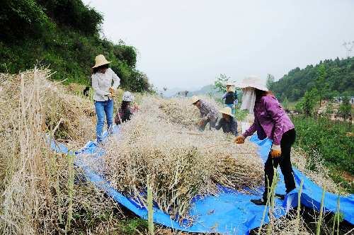 徽县水阳乡滩店村群众正在给油菜脱粒