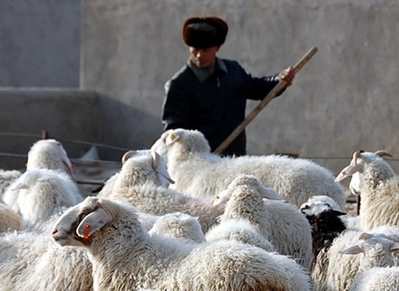 酒泉玉门设施养殖成农村经济支柱(图)