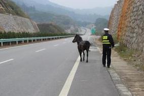 大马被栓高速路脱缰散步