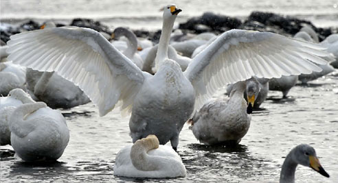  Ella证件照曝光  女明星证件照大比拼(组图)--新