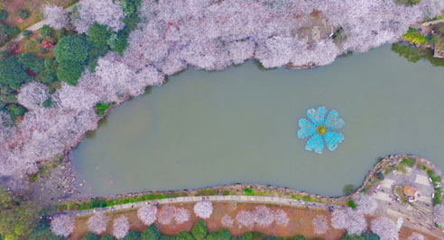 长沙樱花绚烂绽放 如诗如画