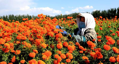 "白露"时节采菊忙