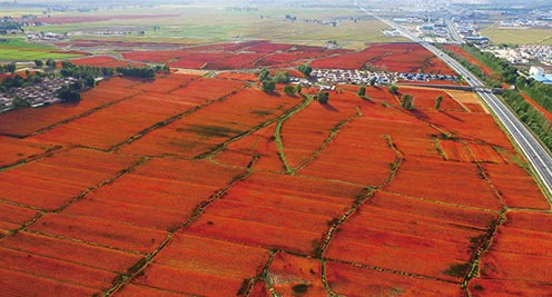 【&ldquo;飞阅&rdquo;中国】永昌：&ldquo;火辣&rdquo;藜麦 飘香醉人（高清组图）