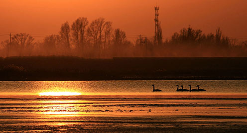 【大美甘肃】武威民勤:石羊河湿地候鸟蹁跹景