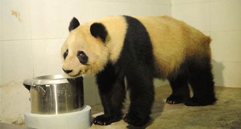 大熊猫“蜀兰”回到家乡四川