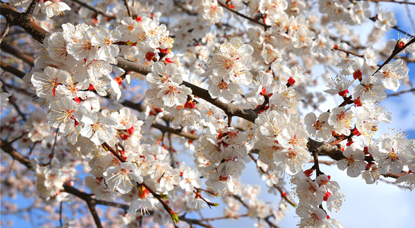 花儿-今日和政网