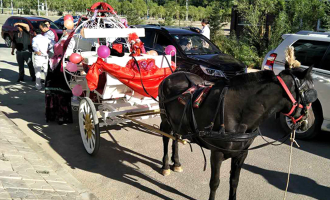 甘肃哈萨克族姑娘坐马车出嫁 展示传统婚俗