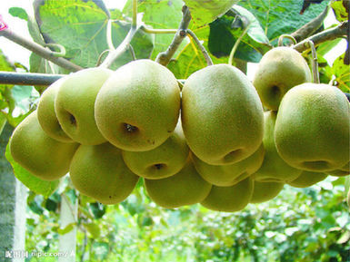 武都--中国花椒之乡