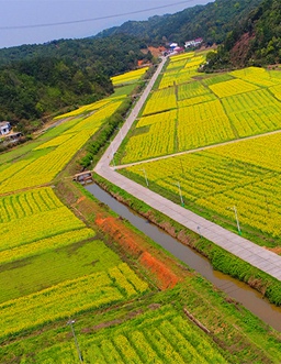 航拍湖南春華鎮：油菜花開 燦爛如海