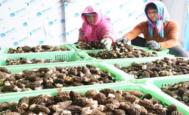 甘肃永靖：羊肚菌种植助农增收