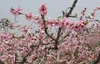仁壽山上的桃花