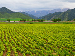 民乐&ldquo;道地药材&rdquo;成经济发展新的增长极