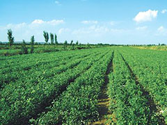 今年甘肃省中药材标准化种植面积达到180万亩