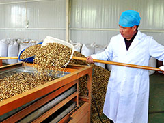 药材飘香产业兴 民乐县大力发展中药材产业纪实