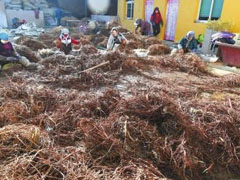 中国（甘肃）中医药产业博览会成果丰硕