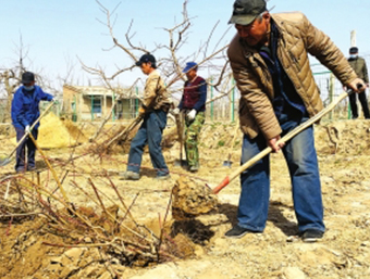 安寧區：千畝桃林發春芽 棚栽甜桃枝頭挂