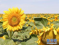 甘肃景泰：十万亩向日葵“笑”迎丰收