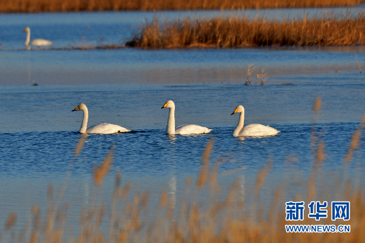 大批白天鹅“打卡”黑河湿地