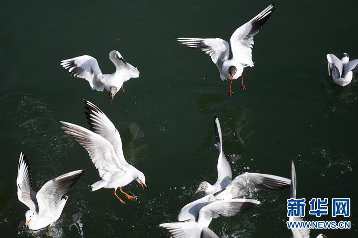 甘肃永靖：黄河水岸 鸥鸟翔集