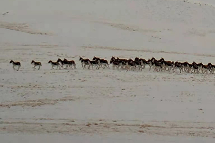 祁连山拍到百余只西藏野驴雪地奔跑场景