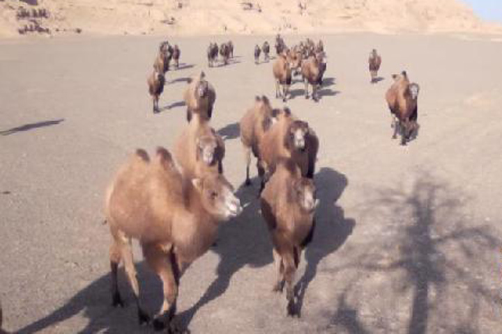 敦煌西湖保护区野骆驼群频现