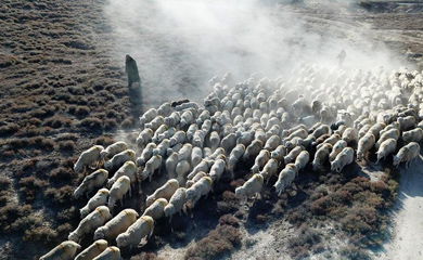 10万牛羊“下山”异地借牧