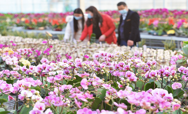 花香迎新春