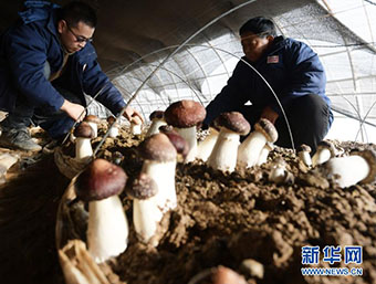 甘肃临夏：食用菌产业助增收