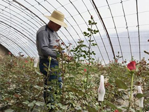 兰州高新区村干部致力"芬芳产业" 菜农转花农抱团发展