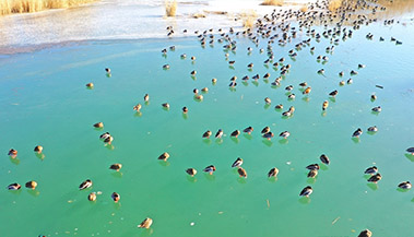 金色湿地 生态乐园