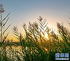 秋日湿地 芦花夕照