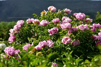 临洮县：牡丹花铺就致富路