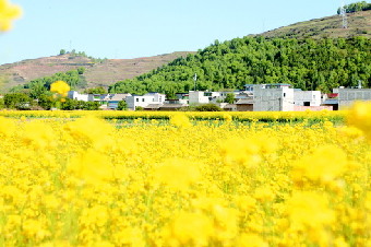 岷县:油菜花开美如画