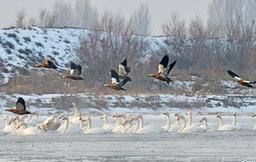 【視頻】甘肅高臺：天鵝成群“打卡”黑河濕地