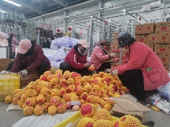 春节将至 庄浪苹果售卖忙